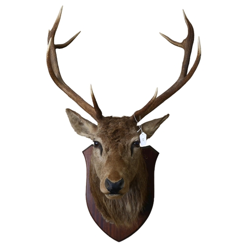 61 - TAXIDERMY - a large stag's head with antlers mounted on shield plaque, width between antlers 56cm