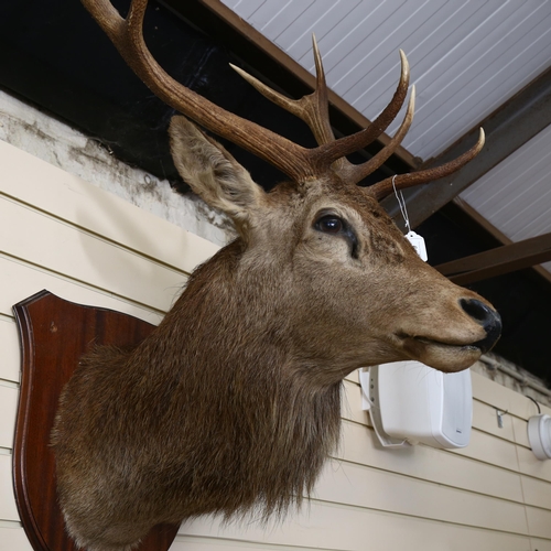 61 - TAXIDERMY - a large stag's head with antlers mounted on shield plaque, width between antlers 56cm