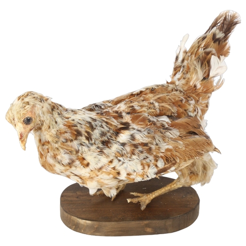 62 - TAXIDERMY - a Swedish Flower Hen on stand, overall height 25cm