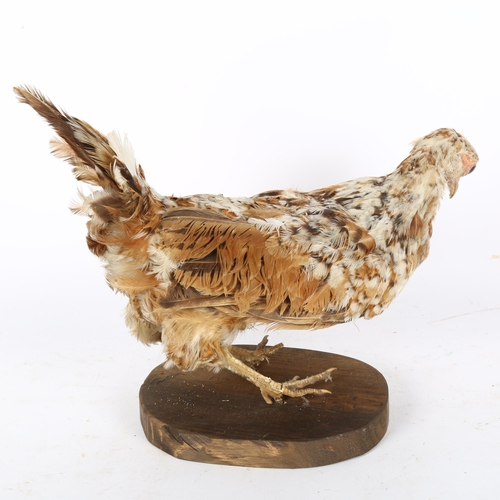 62 - TAXIDERMY - a Swedish Flower Hen on stand, overall height 25cm