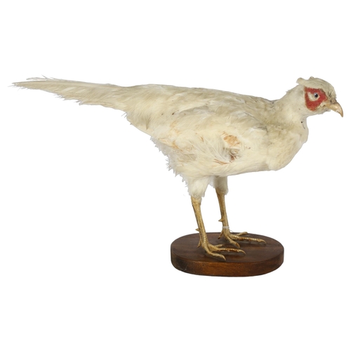 63 - TAXIDERMY - an albino pheasant on stand, height 30cm