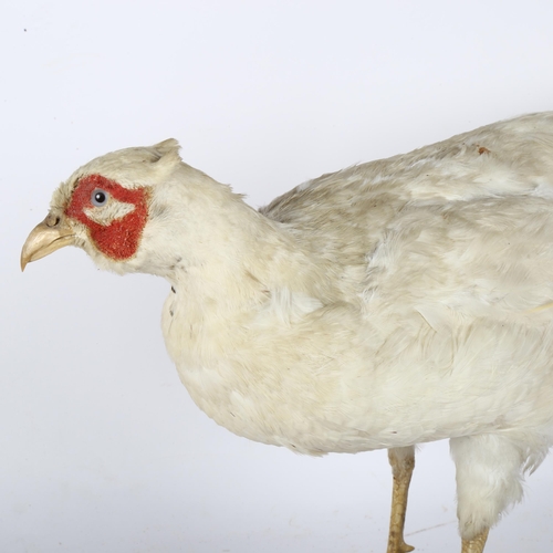 63 - TAXIDERMY - an albino pheasant on stand, height 30cm