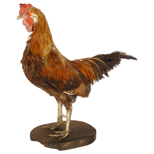 64 - TAXIDERMY - a rooster on stand, height 37cm