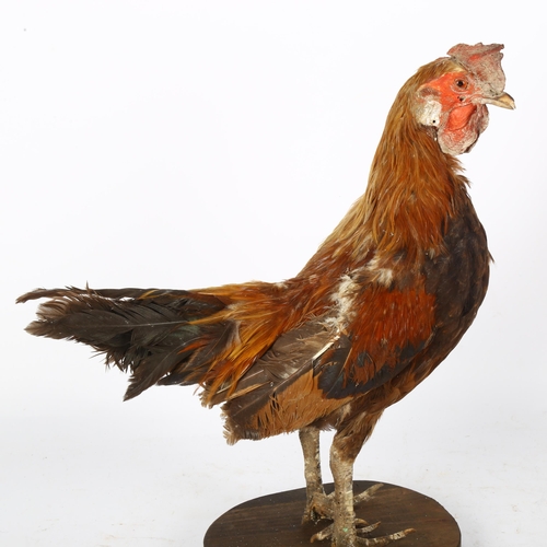 64 - TAXIDERMY - a rooster on stand, height 37cm