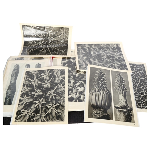 90 - KARL BLOSSFELDT - a collection of loose black and white book plates, Nature's Miracle Garden