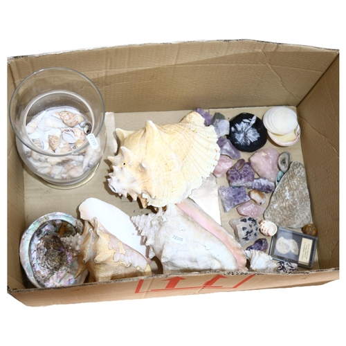 344 - A quantity of various seashells, stones/rocks and fossils, including several conch shells, and an am... 