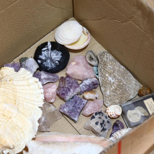 344 - A quantity of various seashells, stones/rocks and fossils, including several conch shells, and an am... 