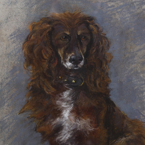 608 - John Guille Millais, portrait of a Spaniel, coloured pastels, signed with monogram, 50cm x 34cm, fra... 