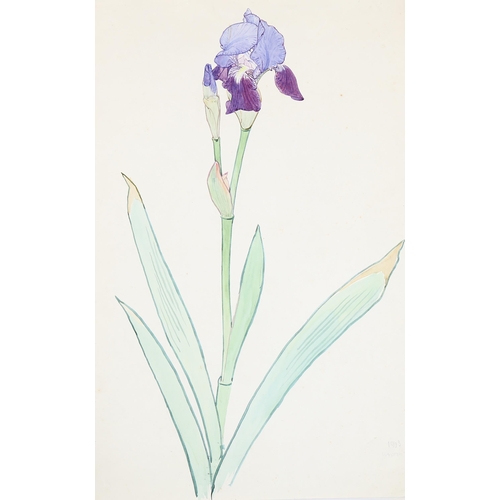 730 - Walter Taylor (1860 - 1943), study of a lily, watercolour, signed and dated 1903, 50cm x 33cm, mount... 