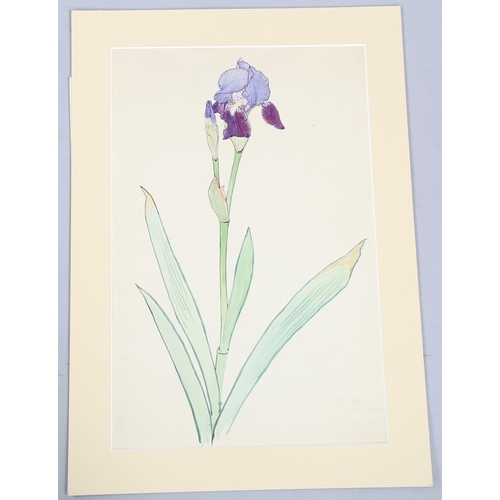 730 - Walter Taylor (1860 - 1943), study of a lily, watercolour, signed and dated 1903, 50cm x 33cm, mount... 