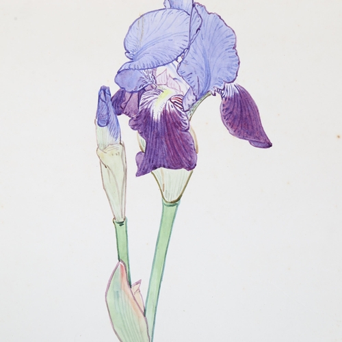 730 - Walter Taylor (1860 - 1943), study of a lily, watercolour, signed and dated 1903, 50cm x 33cm, mount... 