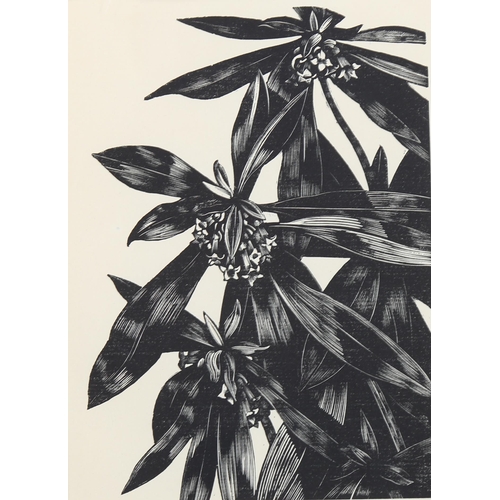 793 - John Nash (1893-1977) wood engraving on paper, The Spurge Laurel, 15.5vm x 11cm, for Poisonous Plant... 