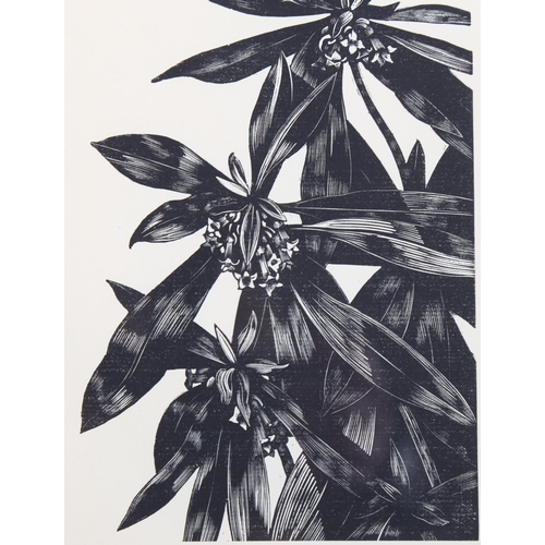 793 - John Nash (1893-1977) wood engraving on paper, The Spurge Laurel, 15.5vm x 11cm, for Poisonous Plant... 