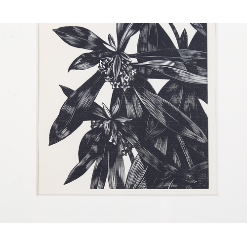 793 - John Nash (1893-1977) wood engraving on paper, The Spurge Laurel, 15.5vm x 11cm, for Poisonous Plant... 