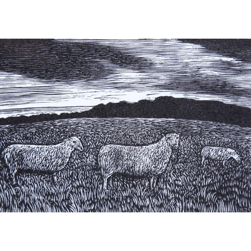 799 - Reynolds Stone (1909-1979), limited edition wood engraving on paper, Sheep, from A Shepherds Life, 6... 