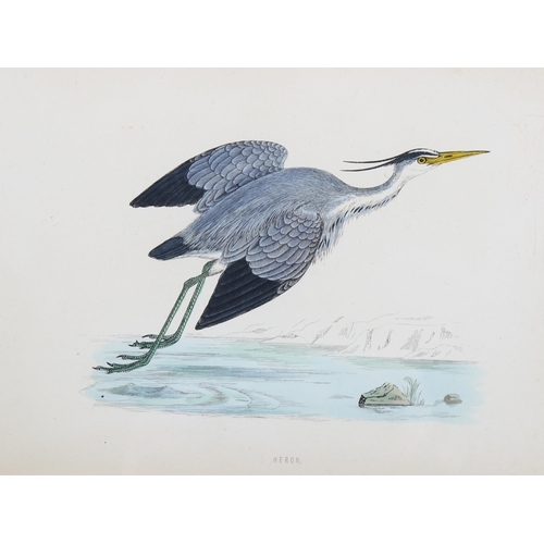 807 - Francis Orpen Morris (1810-1893), hand-coloured engraving on paper, Heron, from Morris’s British Bir... 