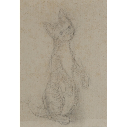 119 - Anne Harriet Fish (1890 - 1964), cat study, pencil on grey paper, 26cm x 19cm, framed