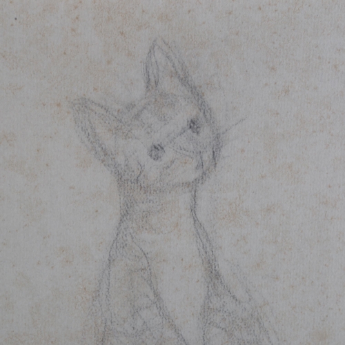 119 - Anne Harriet Fish (1890 - 1964), cat study, pencil on grey paper, 26cm x 19cm, framed