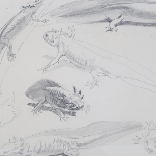 124 - Raymond Sheppard, 2 sheets of pencil sketches, newts and frogs, 24cm x 34cm, Exhibition labels verso... 