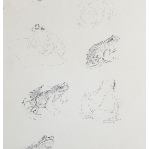 124 - Raymond Sheppard, 2 sheets of pencil sketches, newts and frogs, 24cm x 34cm, Exhibition labels verso... 