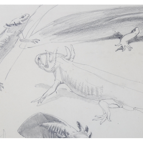 124 - Raymond Sheppard, 2 sheets of pencil sketches, newts and frogs, 24cm x 34cm, Exhibition labels verso... 