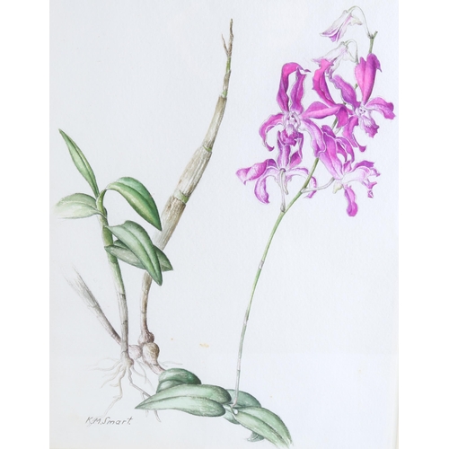 140 - Kathleen Smart, 2 botanical studies, wild orchids, watercolours, signed, 29cm x 21cm, framed (2)