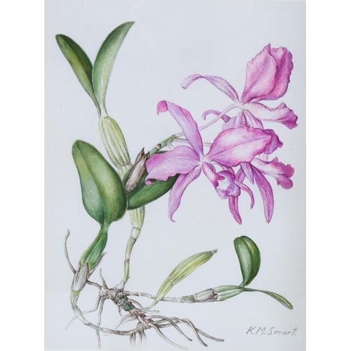 140 - Kathleen Smart, 2 botanical studies, wild orchids, watercolours, signed, 29cm x 21cm, framed (2)