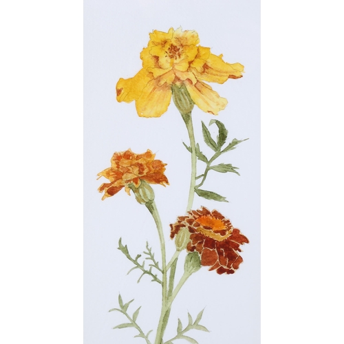 141 - Jane Edmonds, 3 botanical flower studies, watercolour on paper, signed, 37cm x 14cm, framed (3)