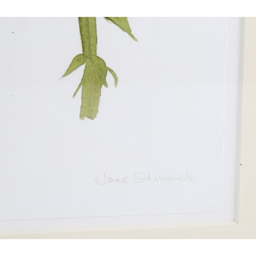 141 - Jane Edmonds, 3 botanical flower studies, watercolour on paper, signed, 37cm x 14cm, framed (3)