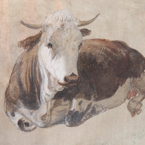 162 - 19th century Italian School, cow, gouache on paper, unsigned, 18cm x 20cm, mounted