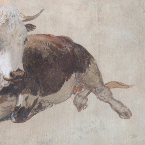 162 - 19th century Italian School, cow, gouache on paper, unsigned, 18cm x 20cm, mounted