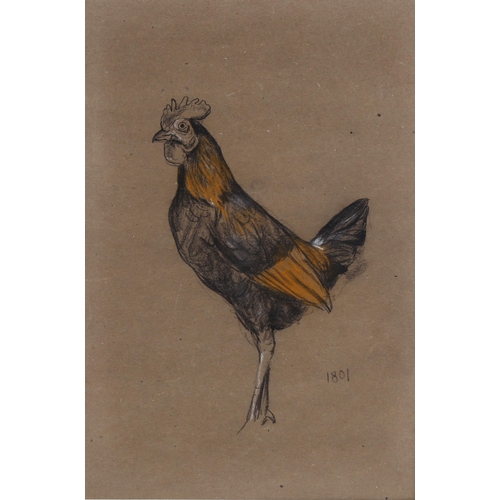 76 - Arthur Wardle (1864 - 1949), cockerel, 29cm x 20cm, and dove, 15cm x 25cm, charcoal/pastel/chalk on ... 