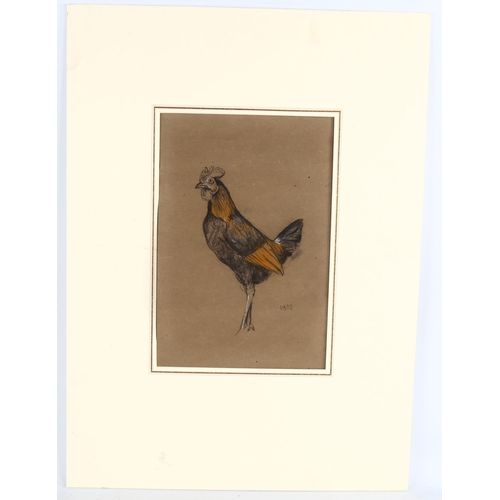 76 - Arthur Wardle (1864 - 1949), cockerel, 29cm x 20cm, and dove, 15cm x 25cm, charcoal/pastel/chalk on ... 