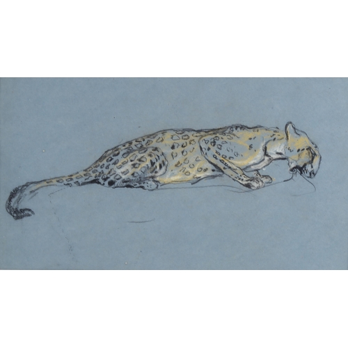 80 - Arthur Wardle (1864 - 1949), leopard, charcoal/chalk on blue paper, 19cm x 34cm, framed