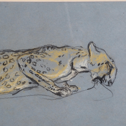 80 - Arthur Wardle (1864 - 1949), leopard, charcoal/chalk on blue paper, 19cm x 34cm, framed