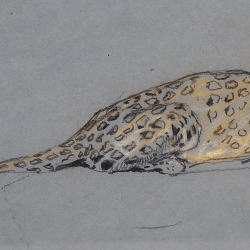 80 - Arthur Wardle (1864 - 1949), leopard, charcoal/chalk on blue paper, 19cm x 34cm, framed