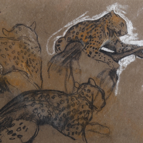 81 - Arthur Wardle (1864 - 1949), leopard, charcoal on blue paper, 21cm x 28cm, and cheetah studies, char... 