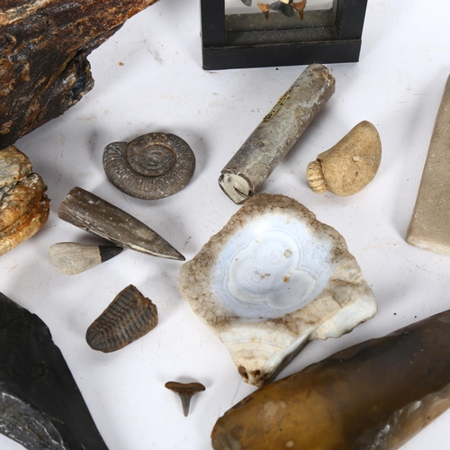 290 - A collection of fossils and various artefacts, including elephant's teeth, ammonites, late Neolithic... 