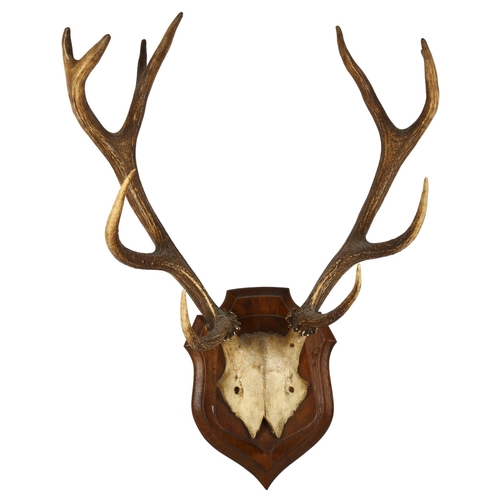 56 - TAXIDERMY - a pair of stag antlers mounted on an oak shield plaque, width between the antlers 60cm a... 