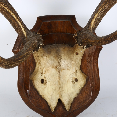 56 - TAXIDERMY - a pair of stag antlers mounted on an oak shield plaque, width between the antlers 60cm a... 