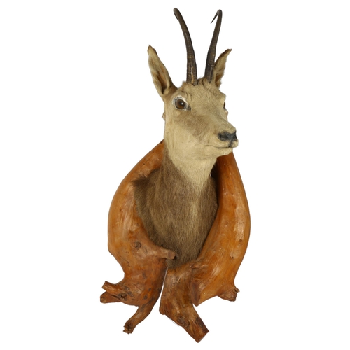 58 - TAXIDERMY - a chamois mounted in a naturalistic pine surround, overall height 70cm