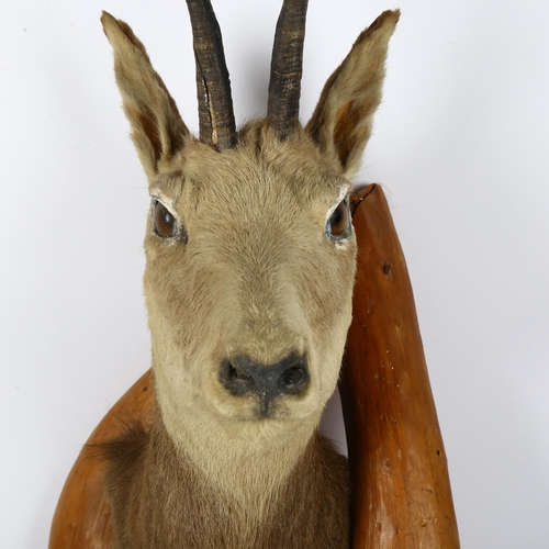 58 - TAXIDERMY - a chamois mounted in a naturalistic pine surround, overall height 70cm