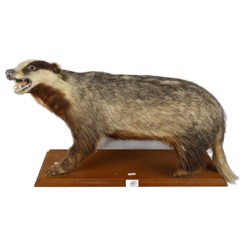 59 - TAXIDERMY - a badger on stand, overall length 65cm