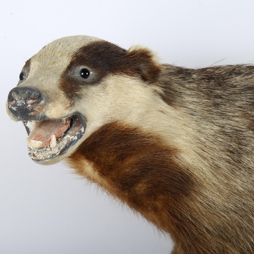 59 - TAXIDERMY - a badger on stand, overall length 65cm