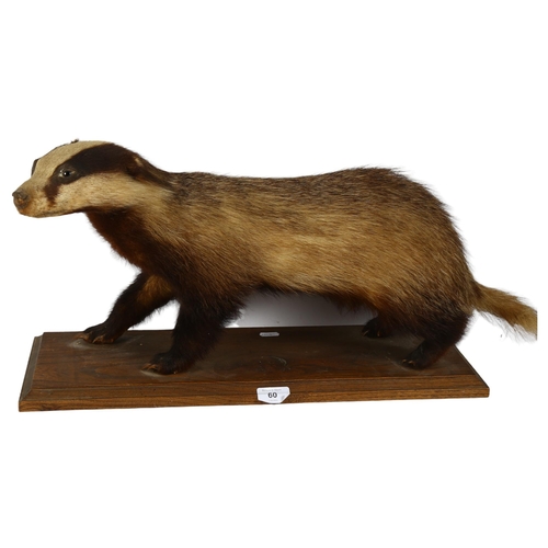 60 - TAXIDERMY - a badger on stand, overall length 55cm