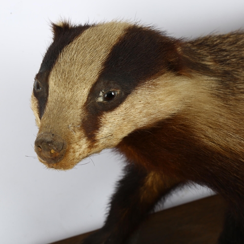 60 - TAXIDERMY - a badger on stand, overall length 55cm