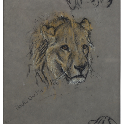 369 - Arthur Wardle (1864 - 1949), lion, pastel/charcoal on paper, signed, 22cm x 21cm, framed