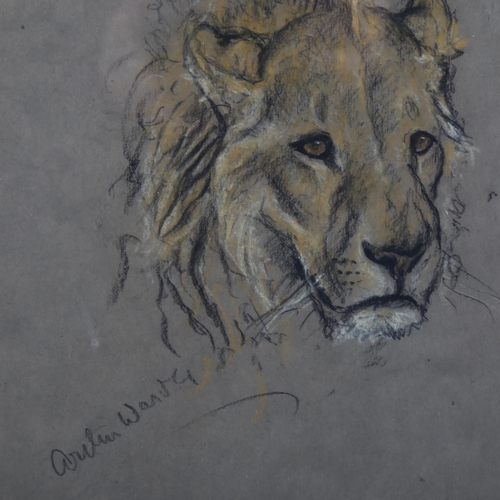 369 - Arthur Wardle (1864 - 1949), lion, pastel/charcoal on paper, signed, 22cm x 21cm, framed