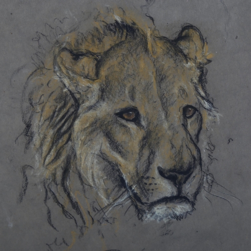 369 - Arthur Wardle (1864 - 1949), lion, pastel/charcoal on paper, signed, 22cm x 21cm, framed