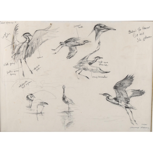 374 - 4 sheets of ornithological drawings, pencil and watercolour, by Randolph Caldecott, John Wadsworth, ... 